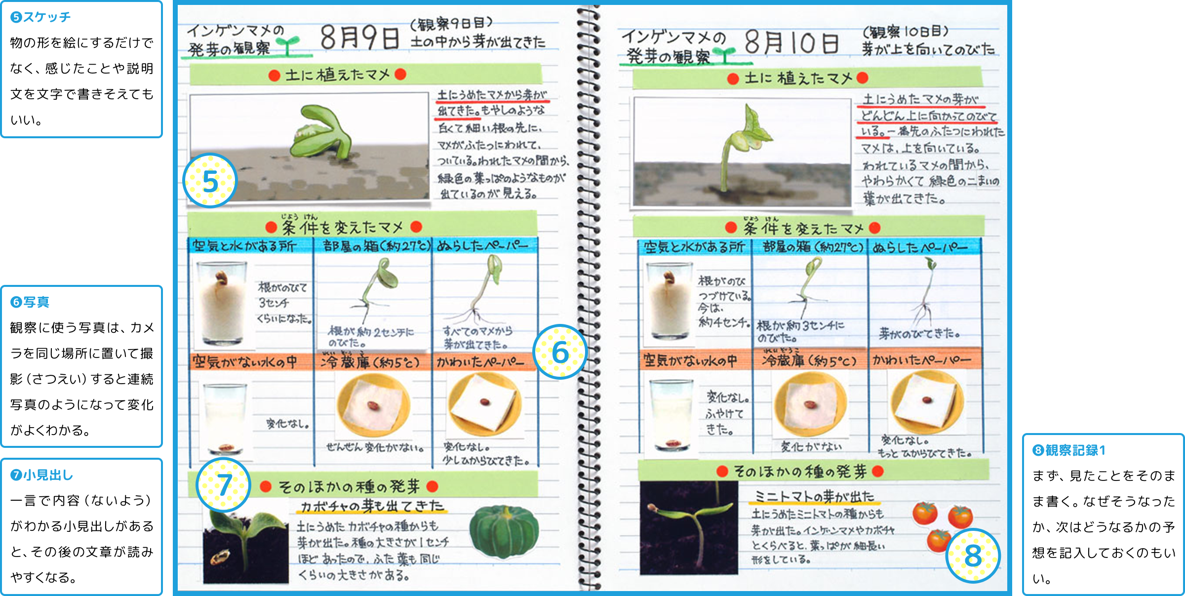 観察の例 まとめ方のコツ 冬休み 自由研究プロジェクト 学研キッズネット