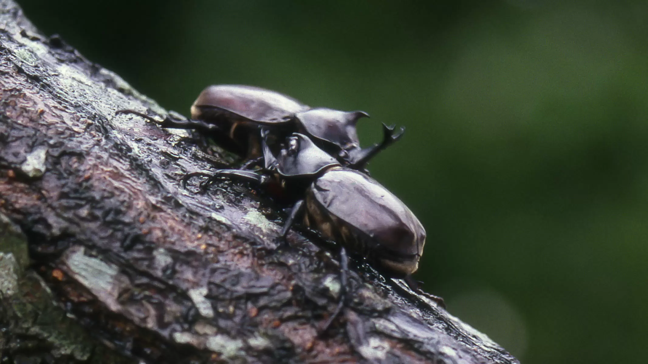 カブトムシの敵｜観察｜自由研究プロジェクト｜学研キッズネット