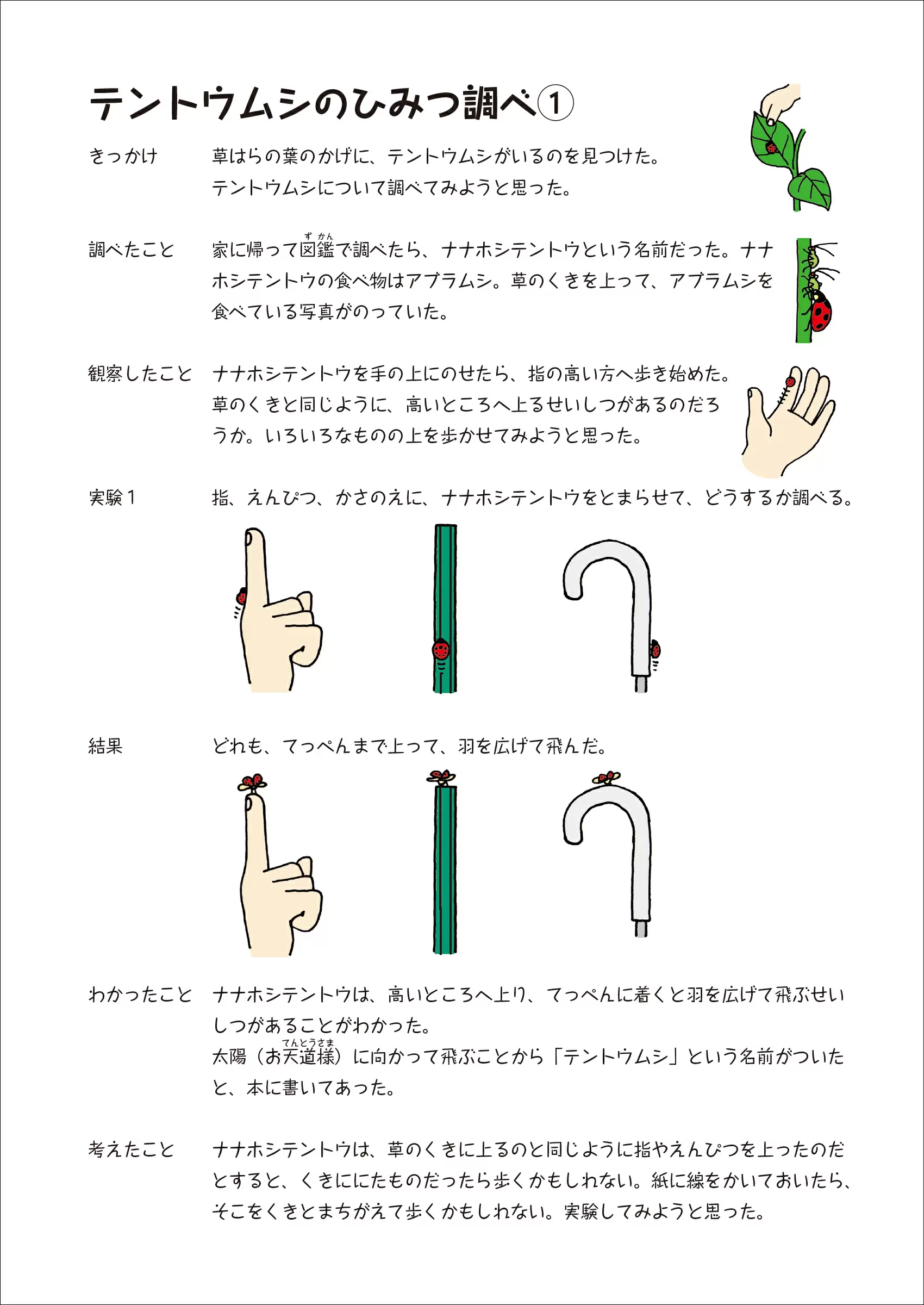 テントウムシのひみつ｜観察｜自由研究プロジェクト｜学研キッズネット