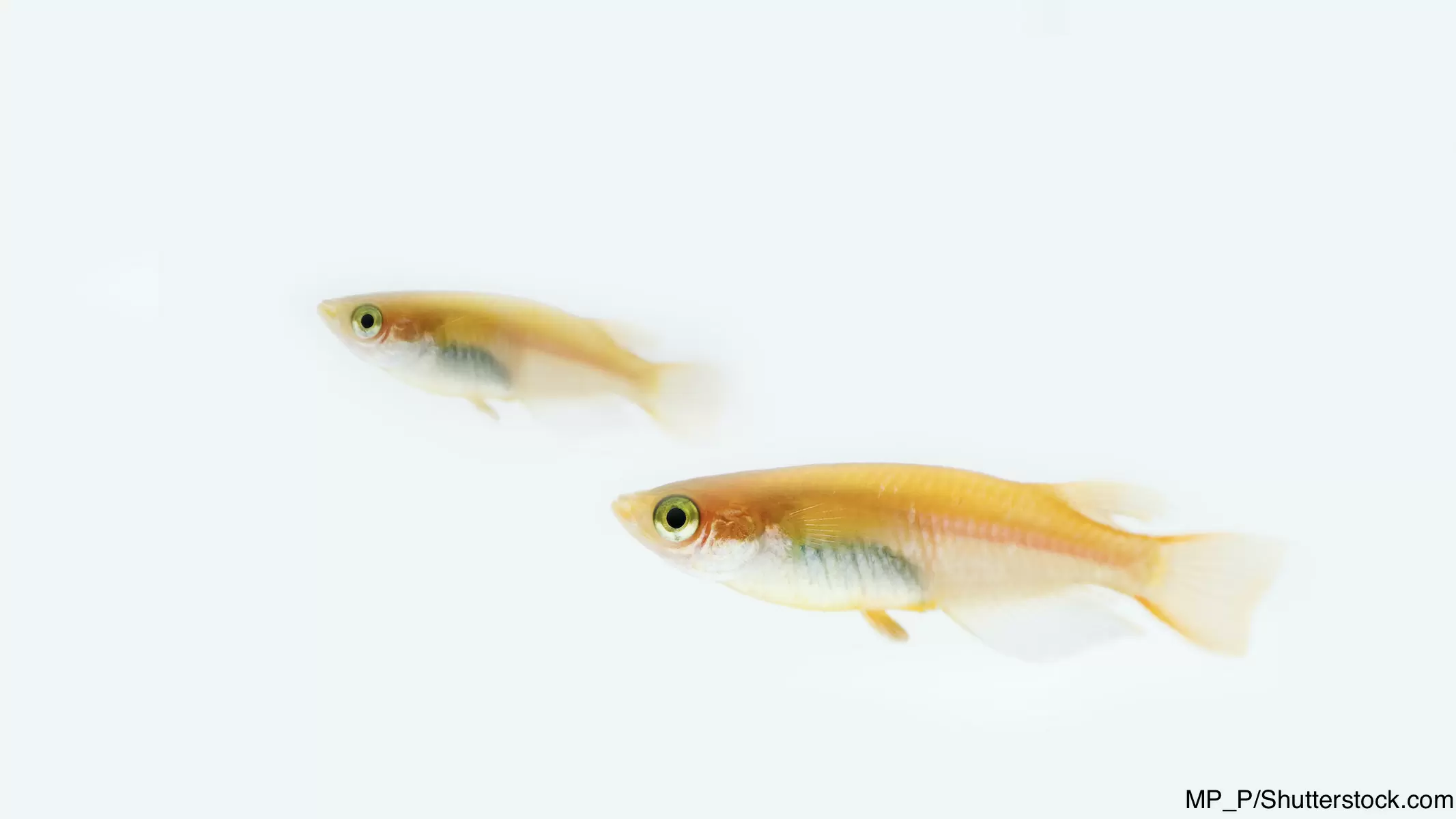 観察 メダカの友(とも)だち