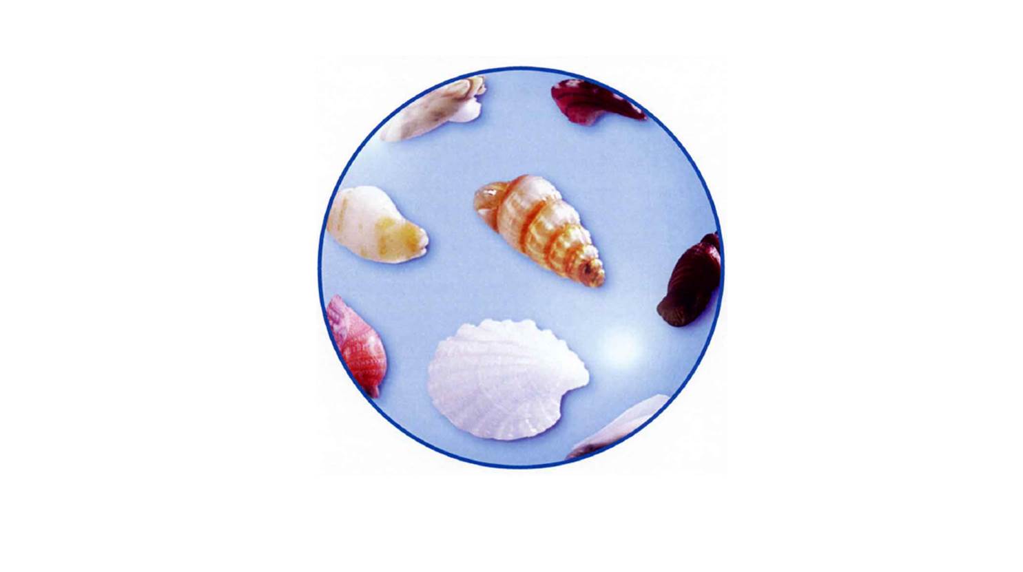 砂浜の宝石 微小貝を観察しよう 観察 夏休み 自由研究プロジェクト 学研キッズネット