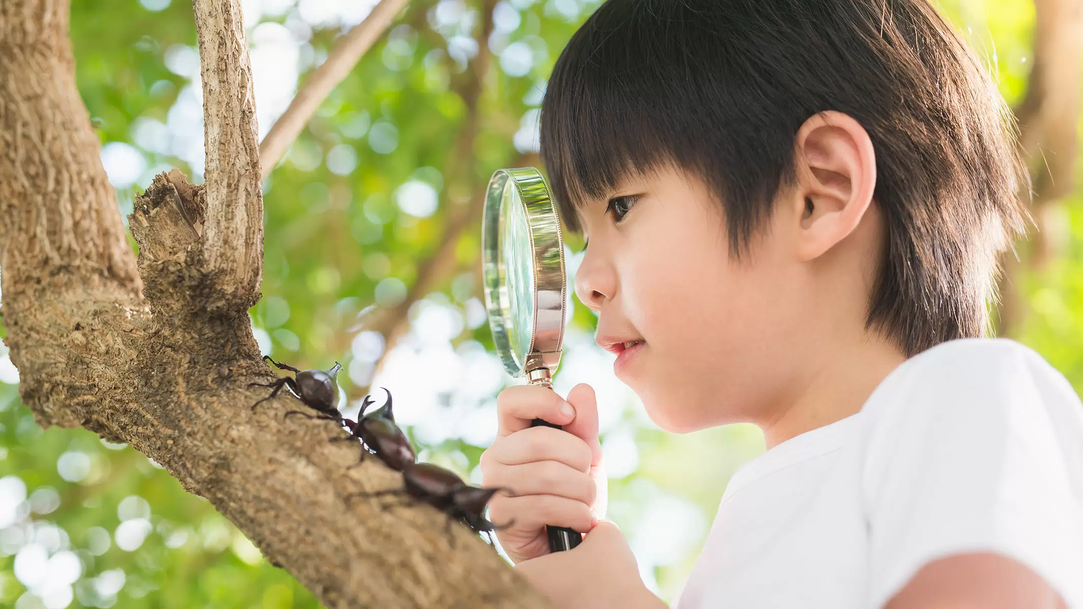 観察 野山(のやま)で虫(むし)をつかまえよう