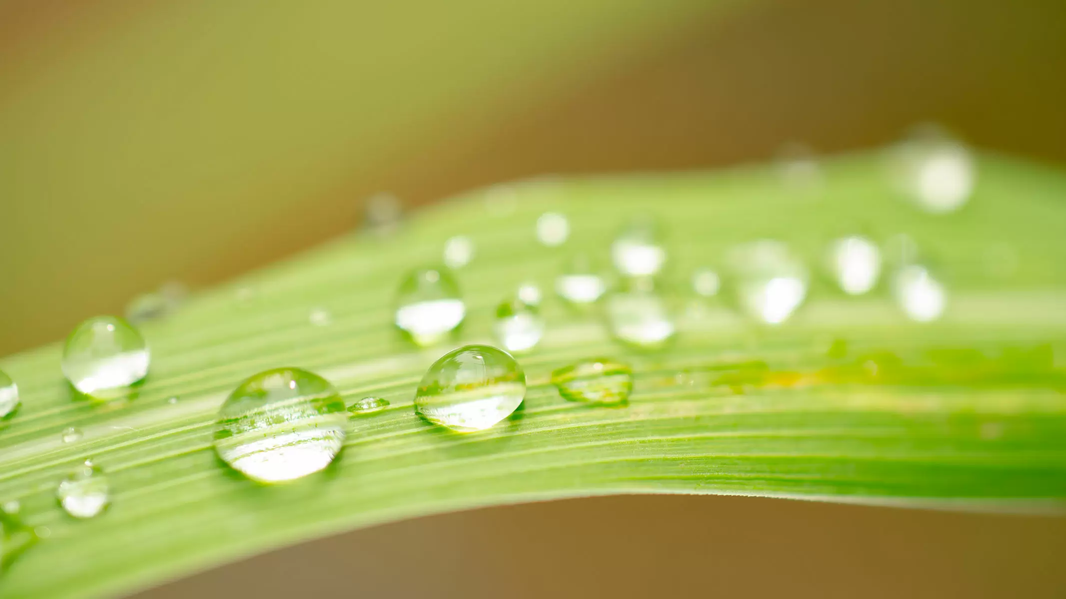 実験 葉(は)っぱが水(みず)をはじく力(ちから)