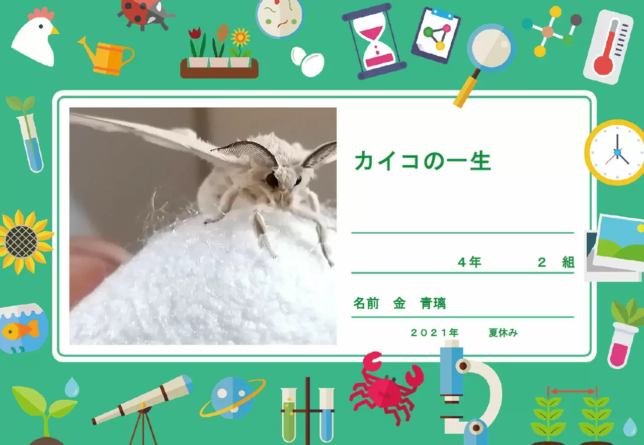 カイコの一生 作品画像