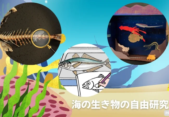 海の生き物の自由研究