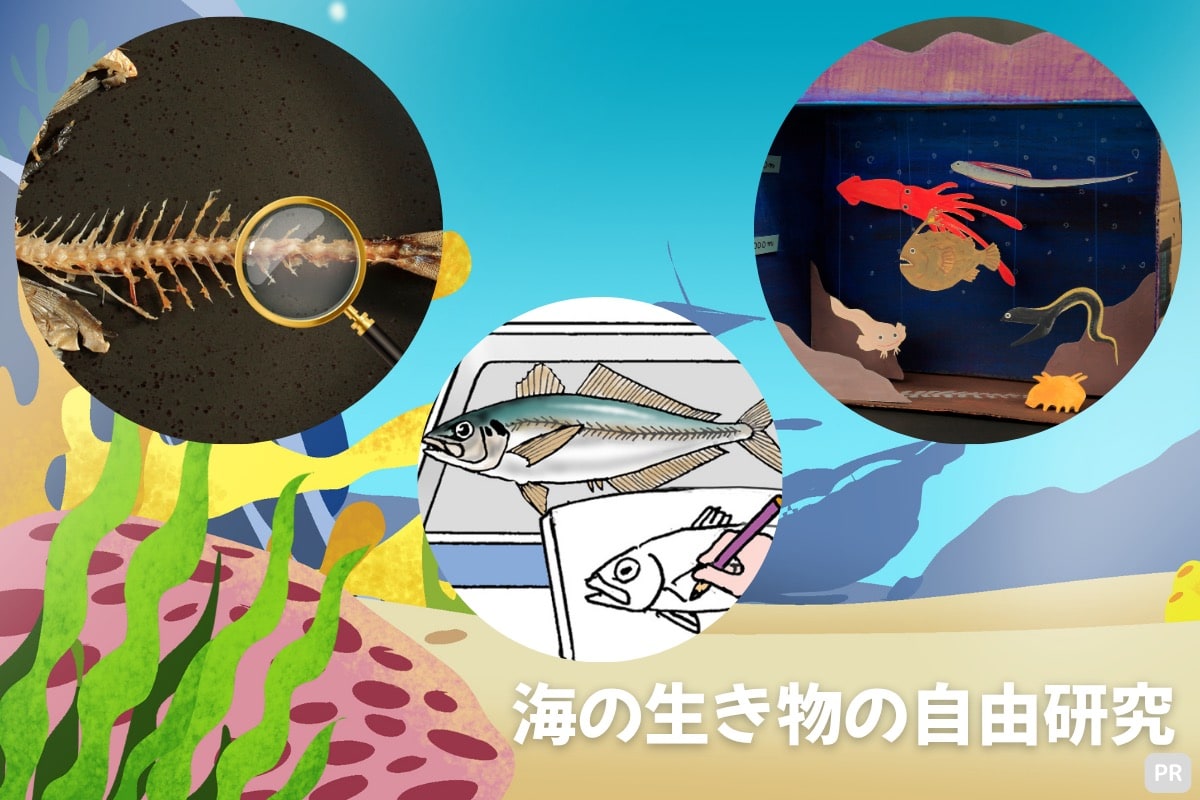 海の生き物の自由研究