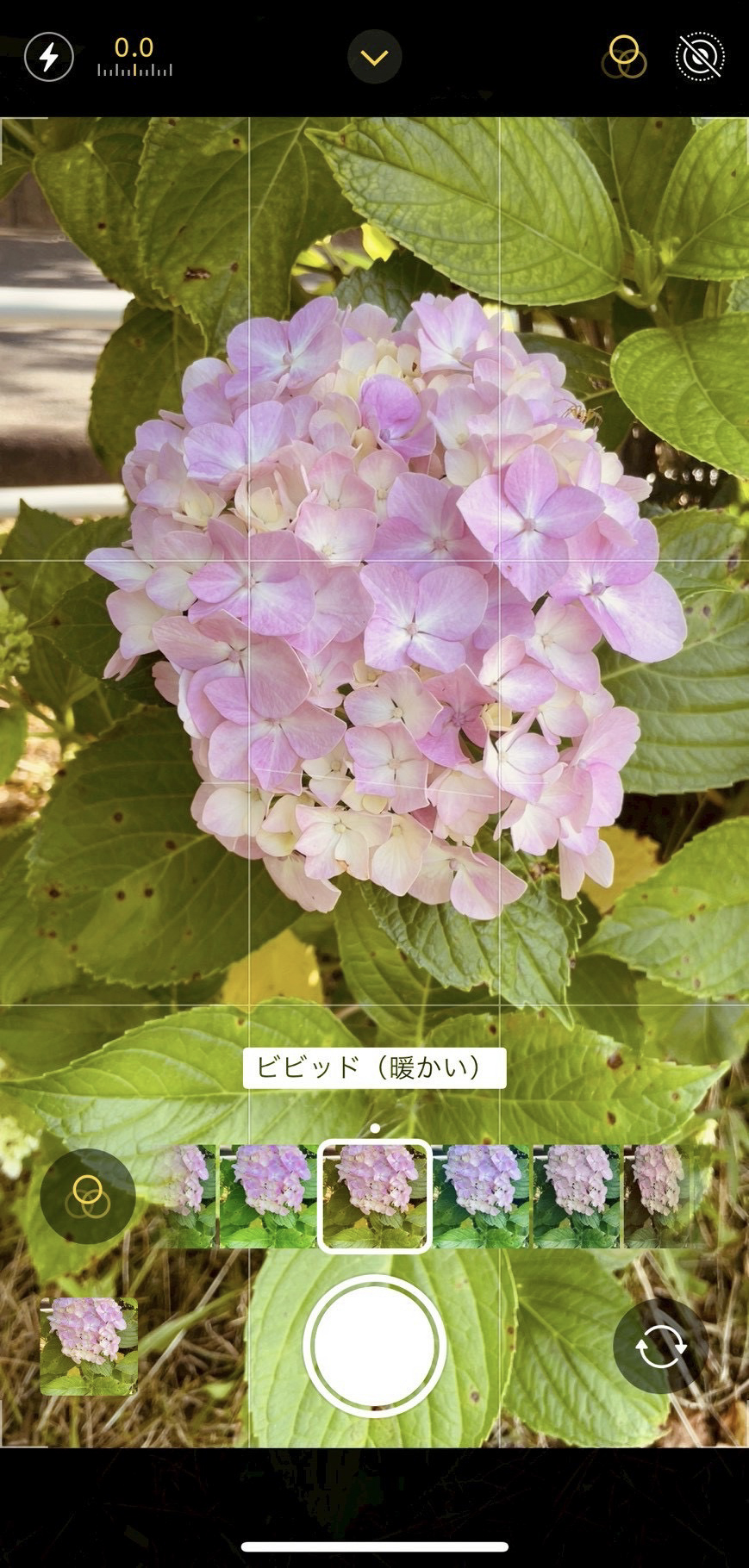 フィルタ