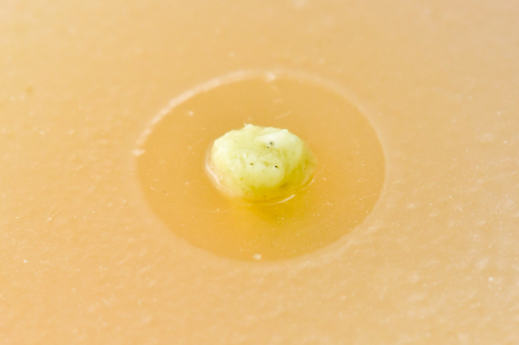 実験 身近(みぢか)なものの「抗菌(こうきん)作用(さよう)」を実験(じっけん)で確(たし)かめよう