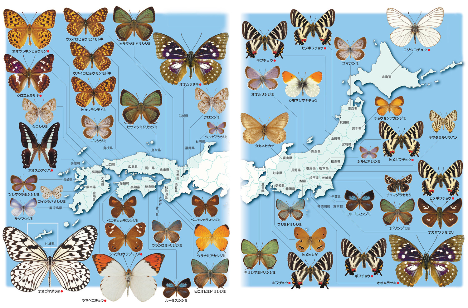 都道府県別の代表する蝶の日本地図