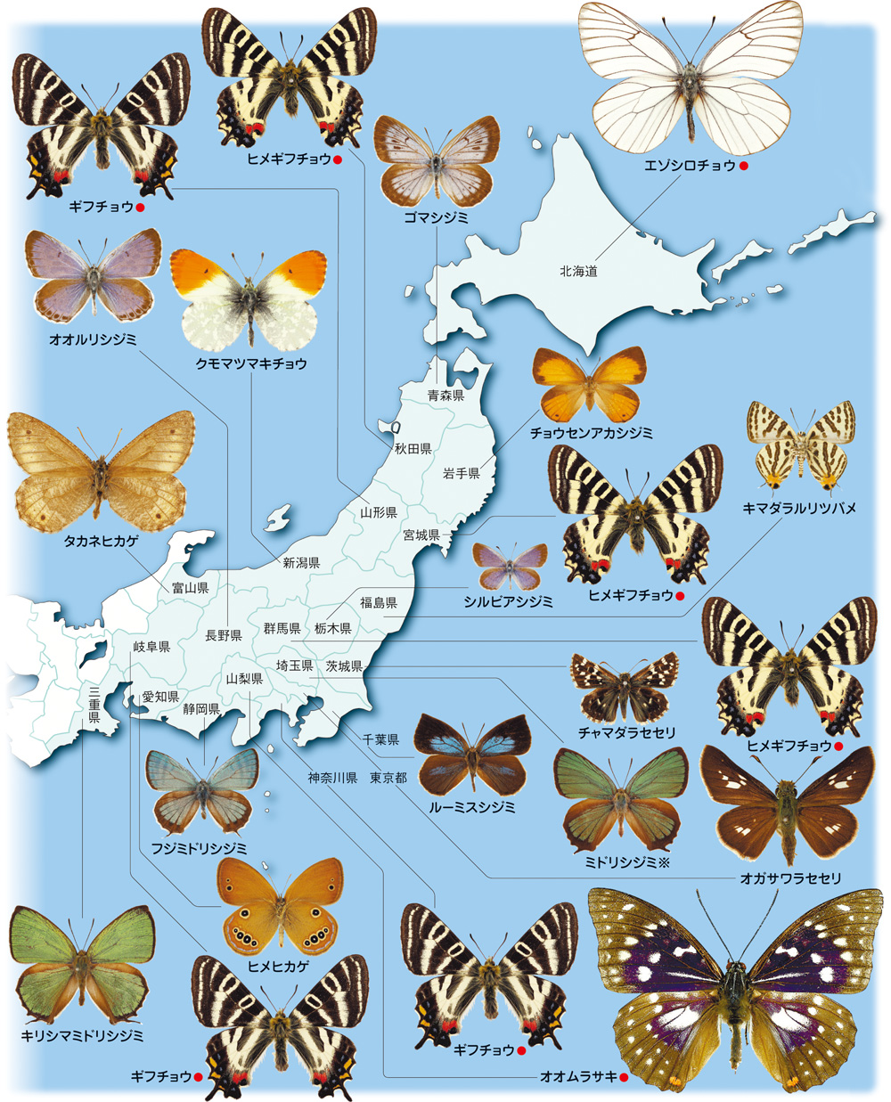 チョウ(東日本)