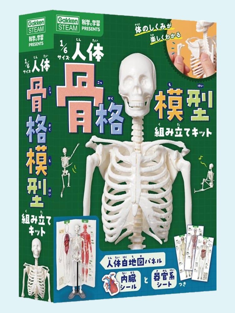 1/6サイズ人体骨格模型組み立てキット
