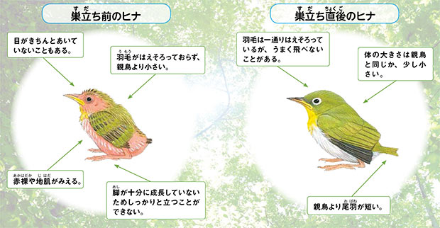 最も身近な野生の生き物、野鳥のヒナを拾わないで！