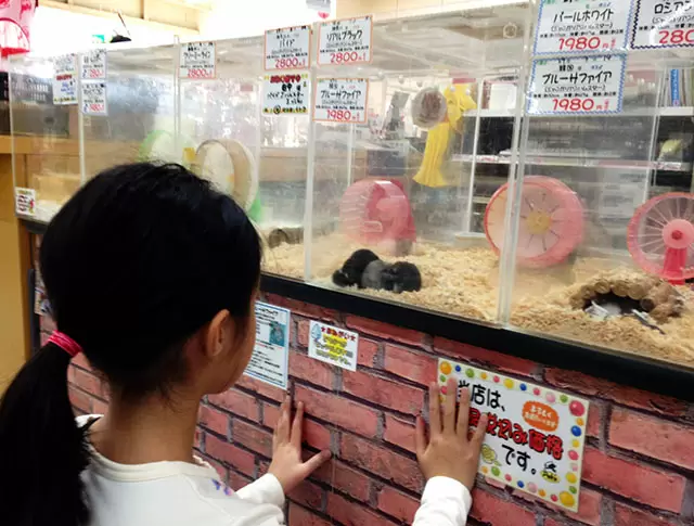 わが家にハムスターがやってくる！【前編】