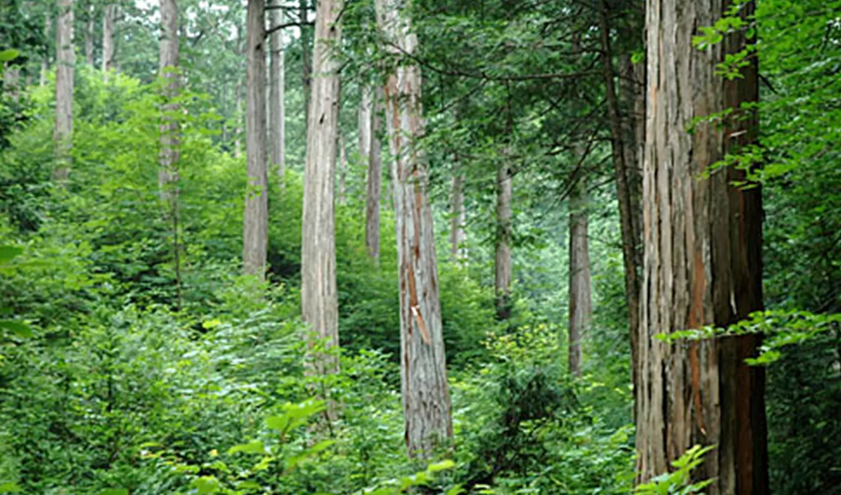 樹木について調べてみよう | 植物 | 科学なぜなぜ110番 | 科学 | 学研キッズネット