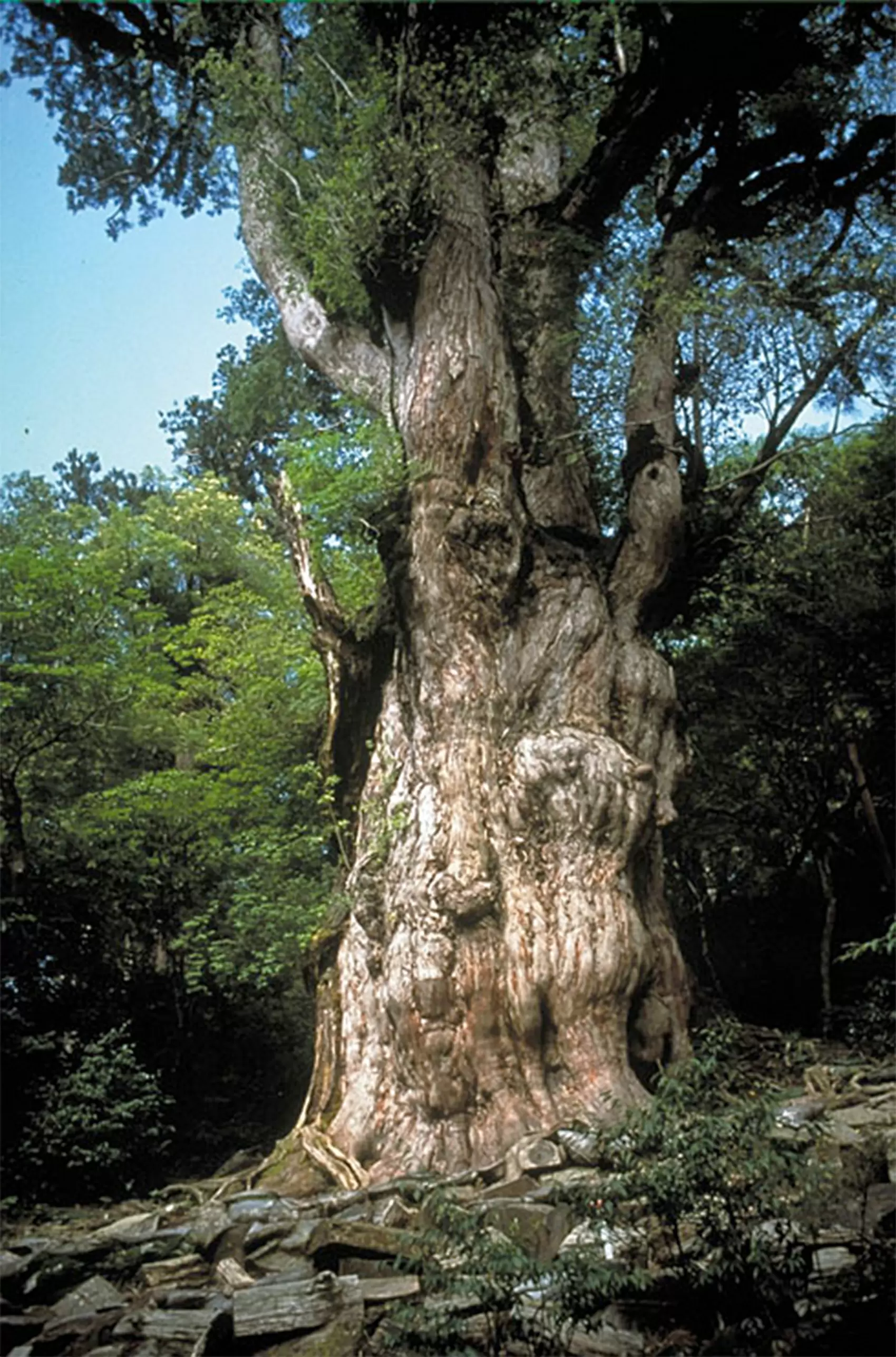 樹木について調べてみよう | 植物 | 科学なぜなぜ110番 | 科学 | 学研キッズネット