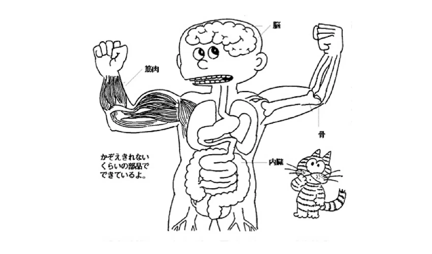 人間の体の中はどうなっているの | ヒト | 科学なぜなぜ110番 | 科学 | 学研キッズネット