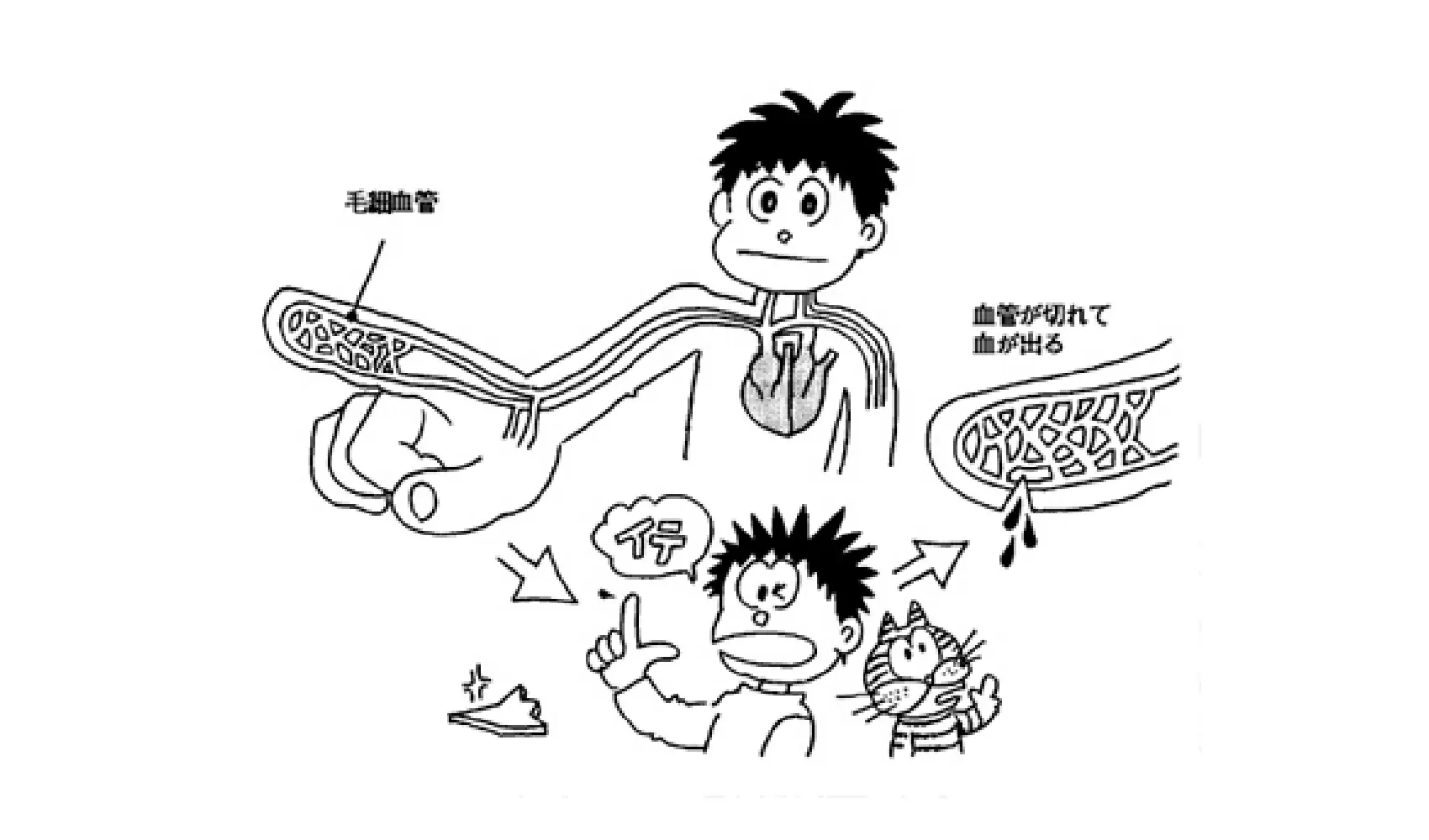 どうして(けがをすると）血がでるの