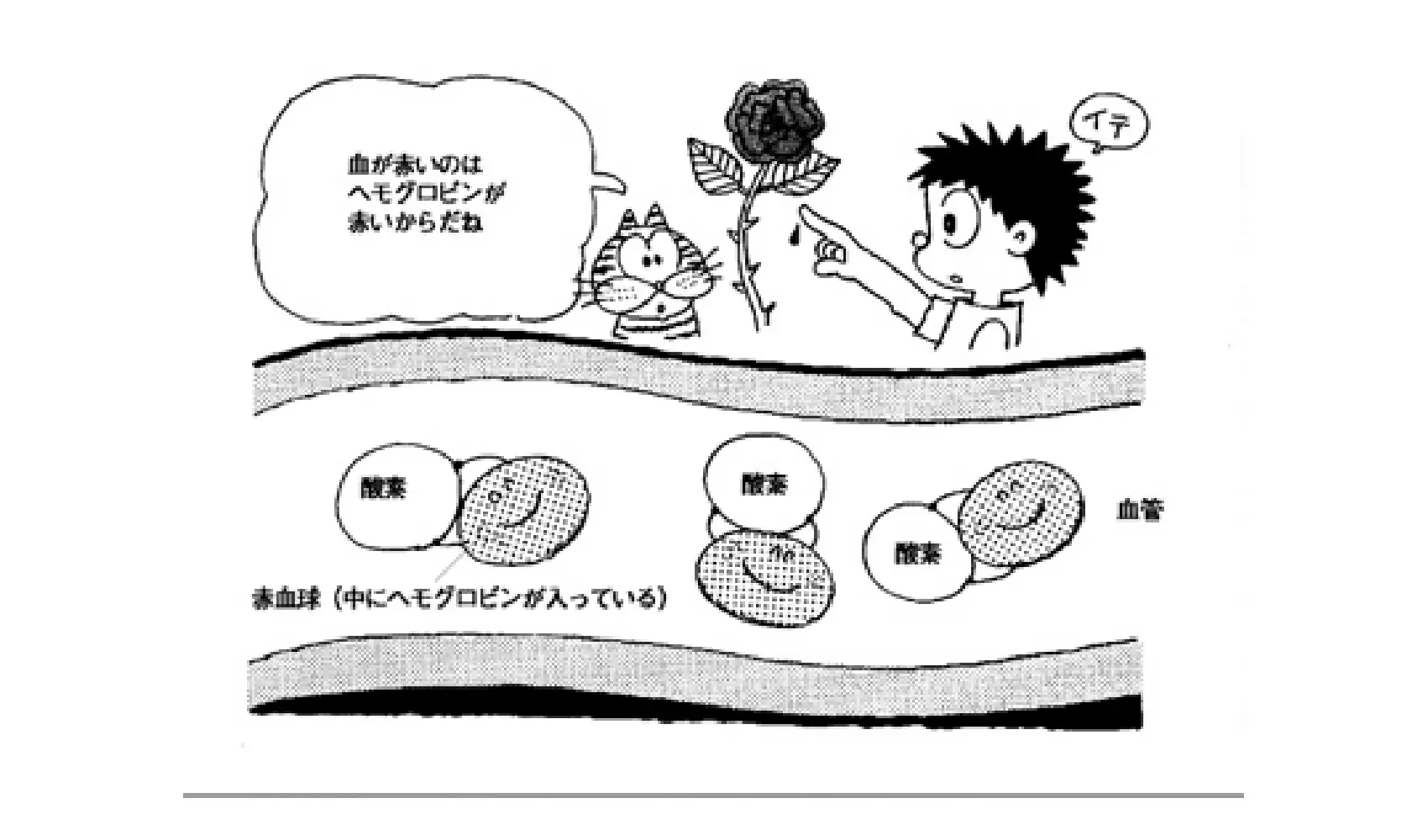 どうして血は赤いの