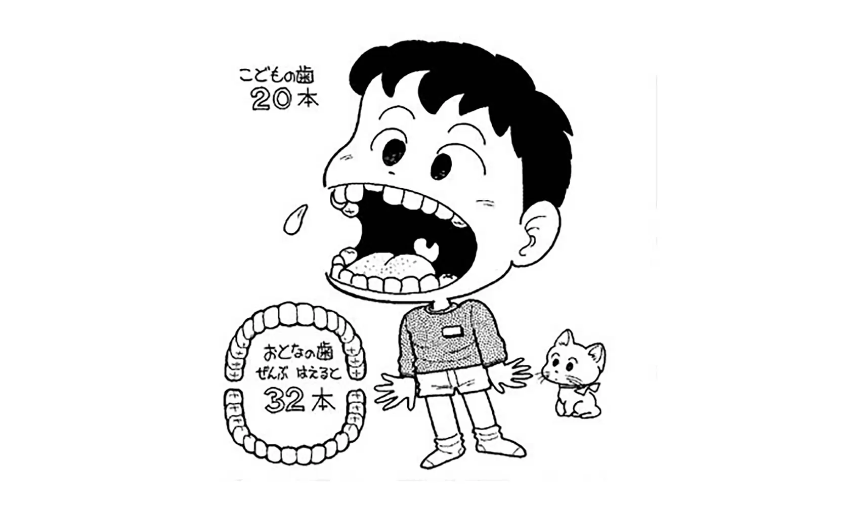 どうして子供の歯ははえかわるの（大人ははえかわらないの）