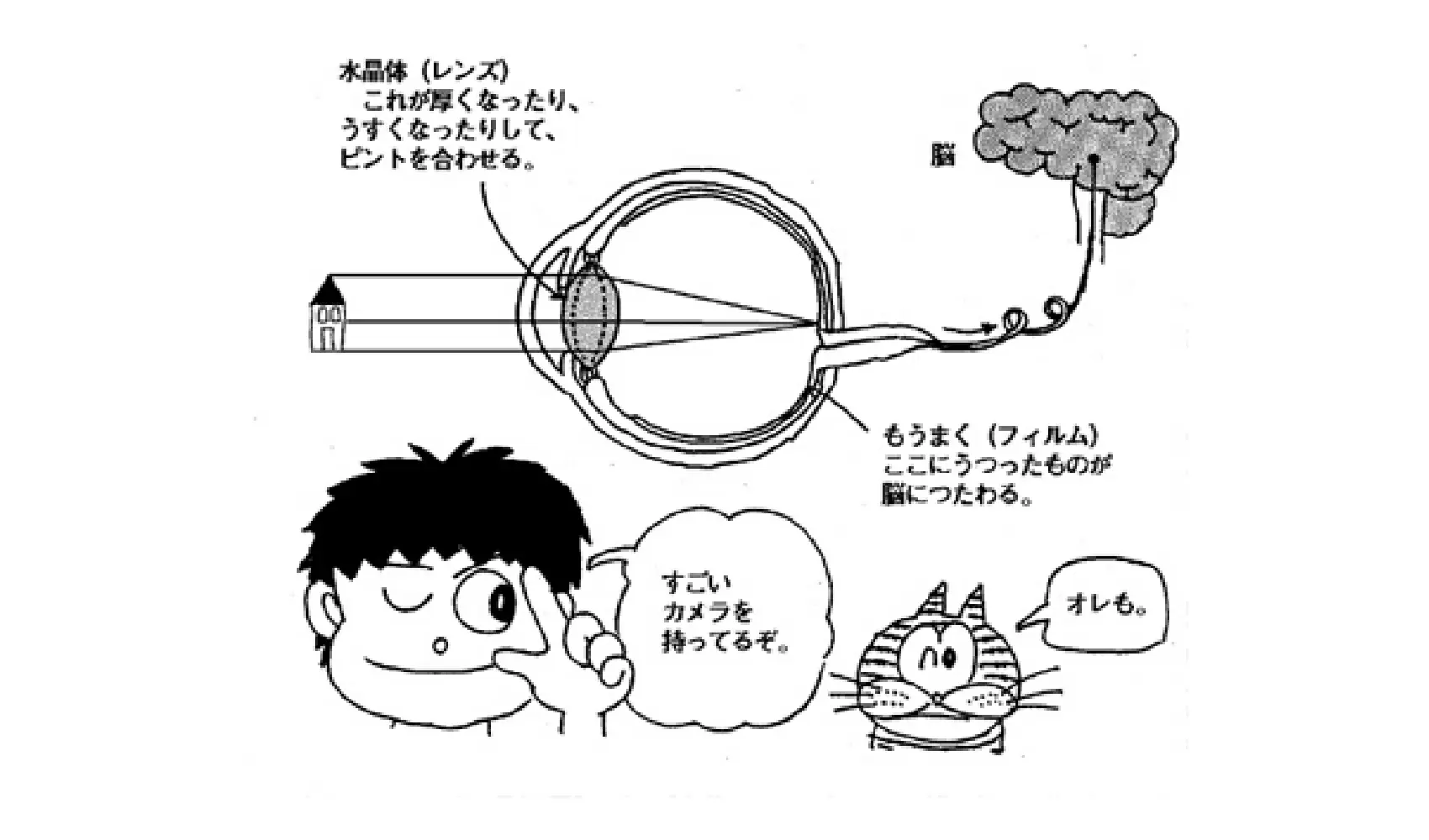 どうして目は見えるの（目のしくみはどうなっているの）