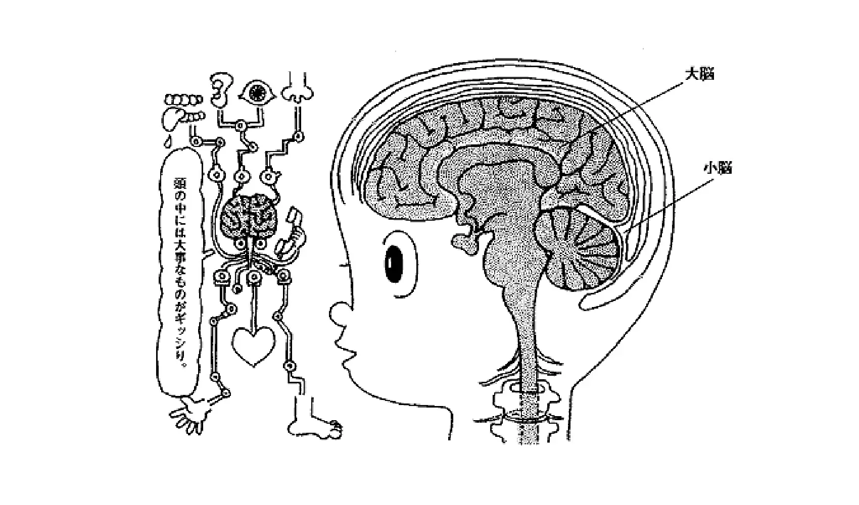 人間の頭の中はどうなっているの | ヒト | 科学なぜなぜ110番