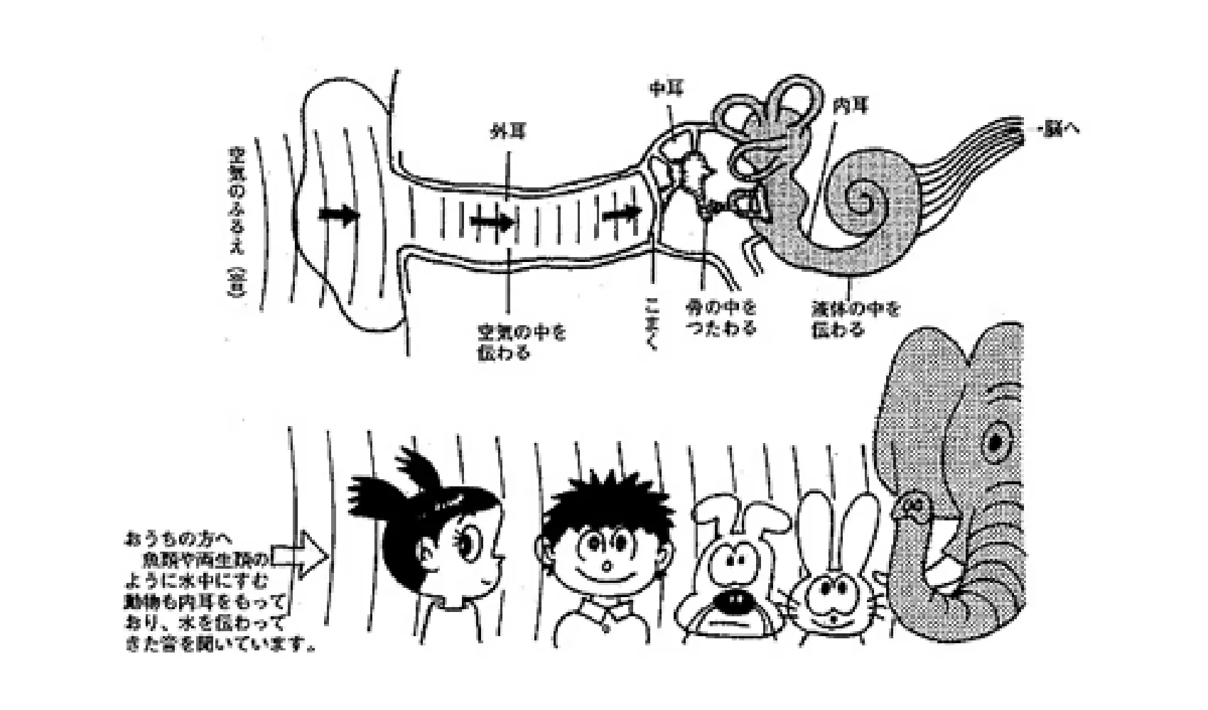 どうして耳で音が聞こえるの（どうして耳はあるの） | ヒト | 科学なぜなぜ110番 | 科学 | 学研キッズネット