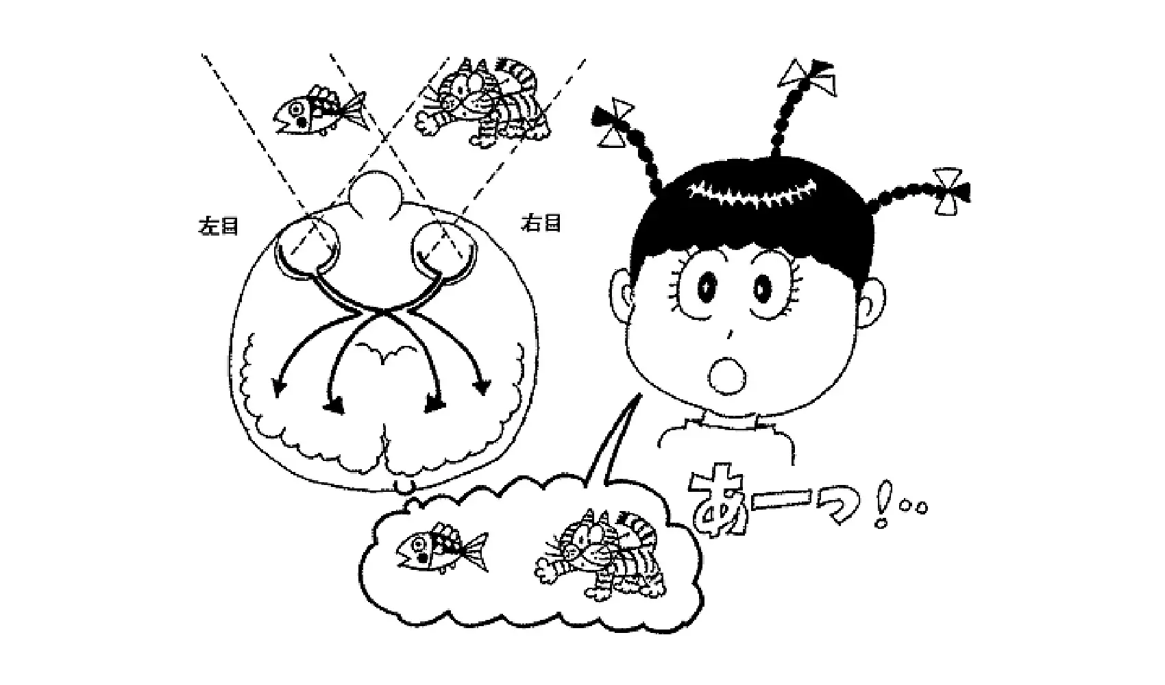 どうして目はふたつなのに物はひとつに見えるの