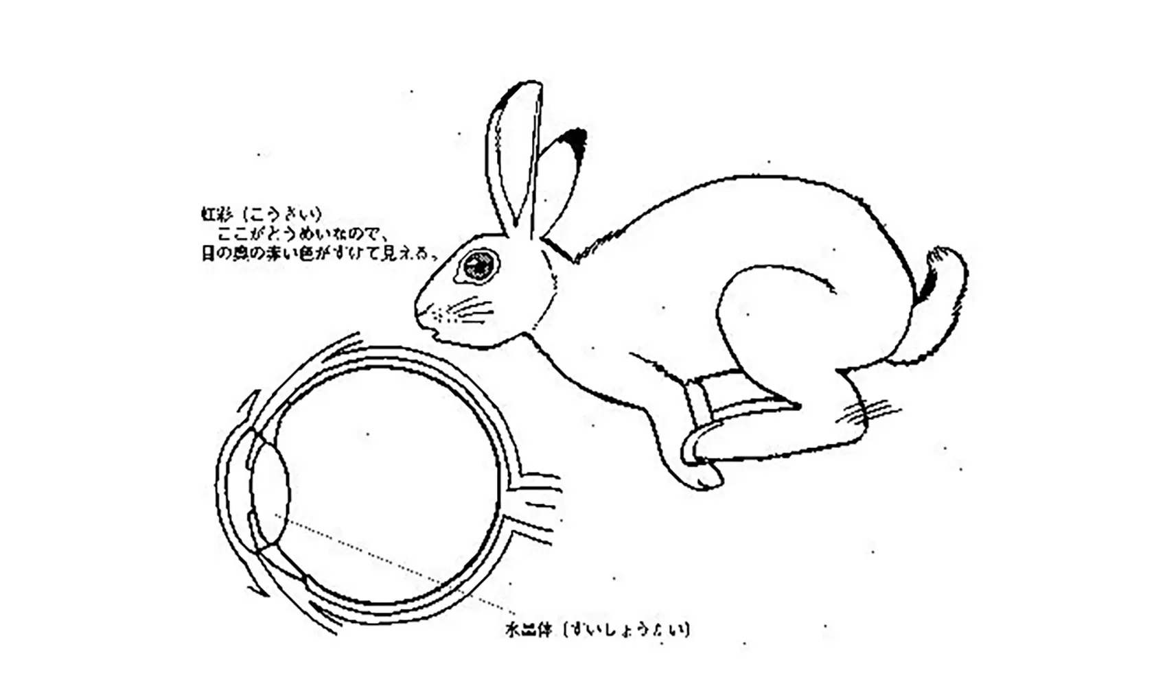 どうしてウサギの目は赤いの | 陸の動物 | 科学なぜなぜ110番 | 科学 | 学研キッズネット