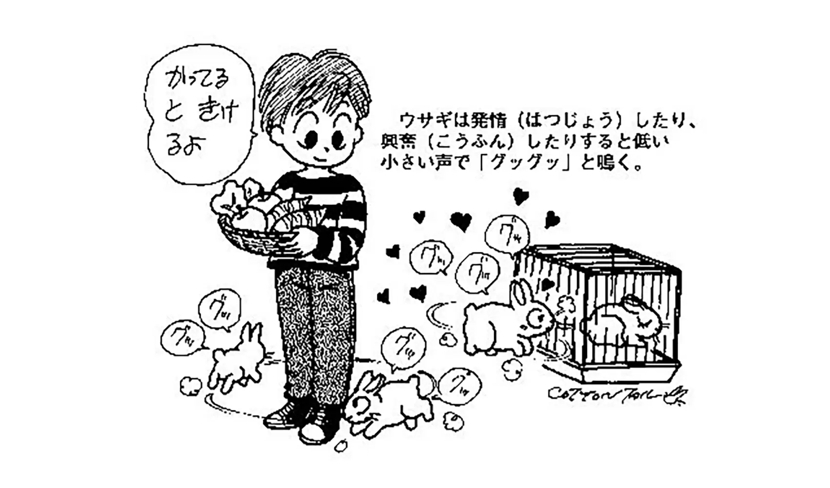 ウサギは鳴くの、鳴かないの