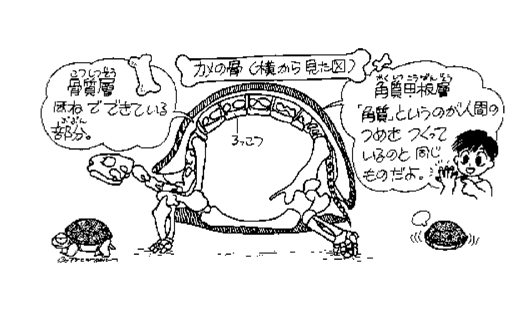 どうしてカメにはこうらがあるの、こうらは何でできているの