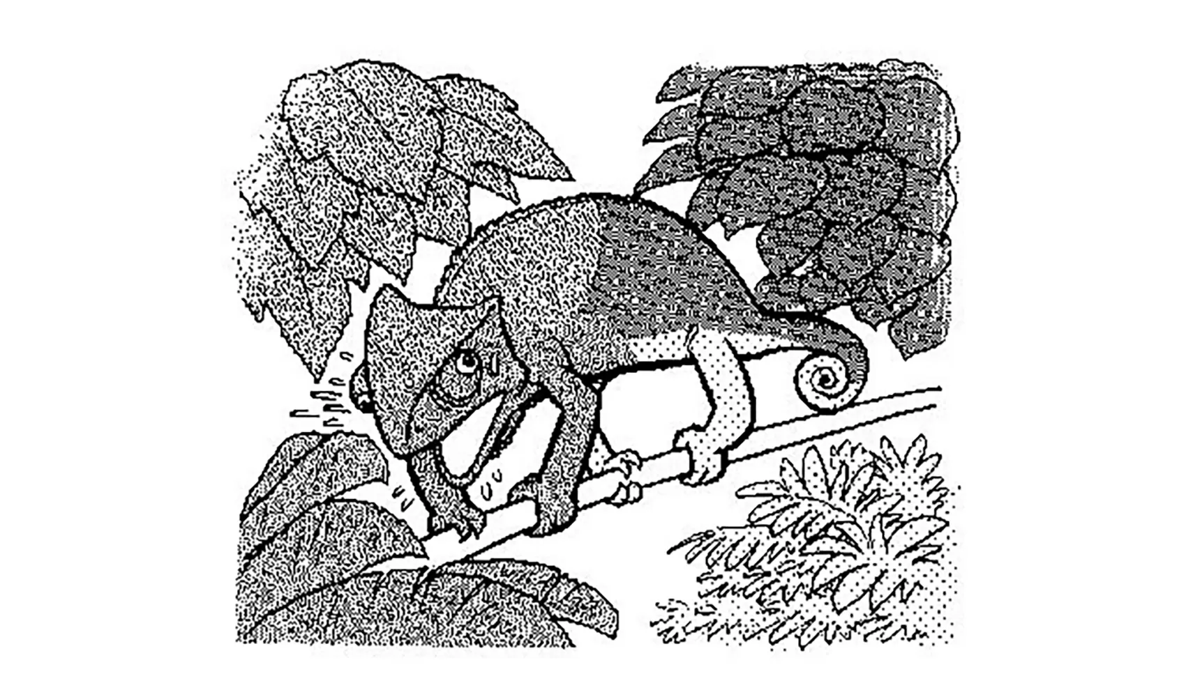 カメレオンはどうして色が変わるの