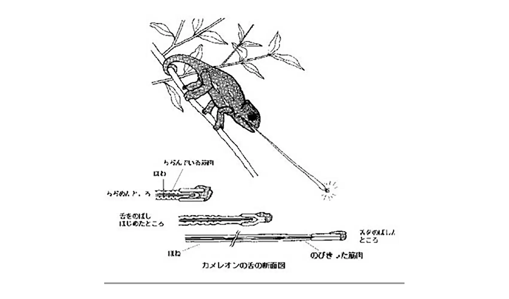 カメレオンの舌はどうしてのびるの