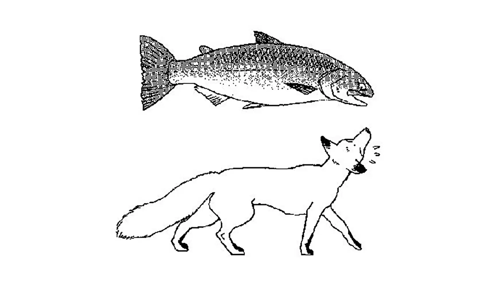 どうして動物にはしっぽがあるの | 陸の動物 | 科学なぜなぜ110番 | 科学 | 学研キッズネット