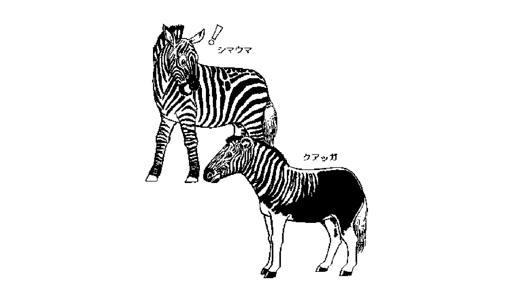 シマウマにはどうしてしまがあるの