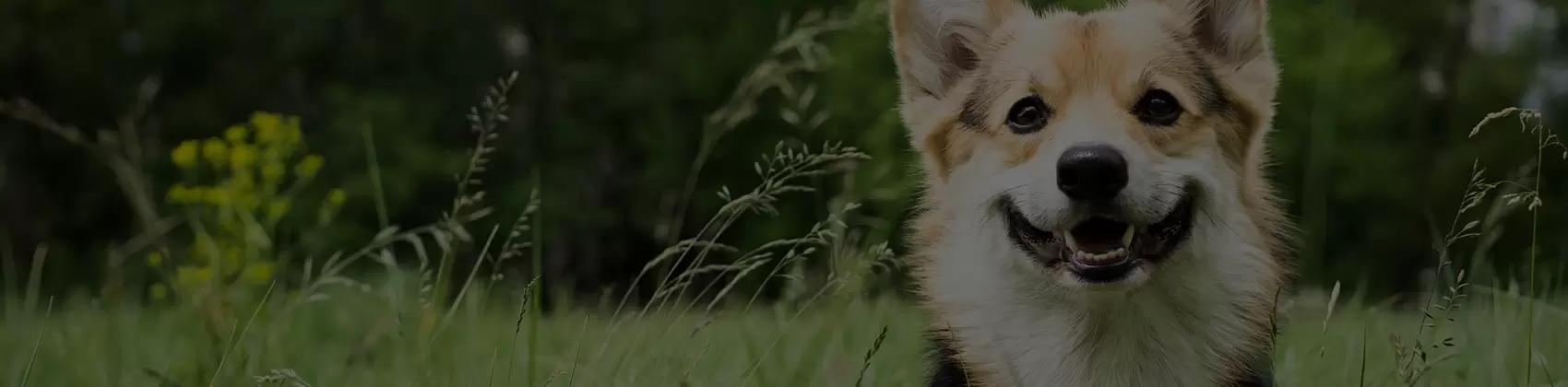 陸の動物