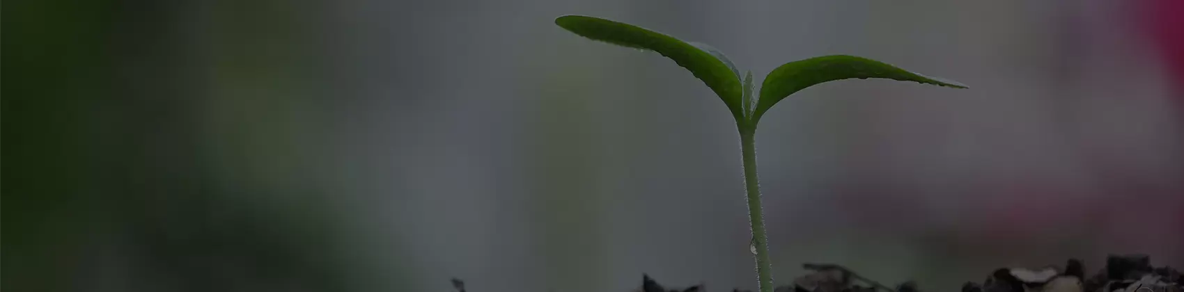 植物