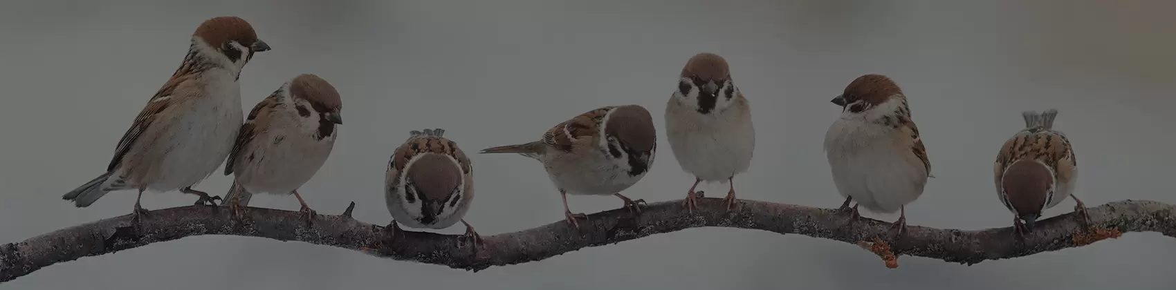 空の動物
