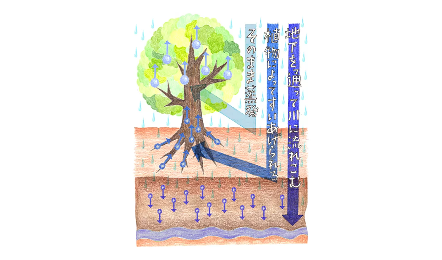 森がなくなると、なぜ洪水が起こるのですか？