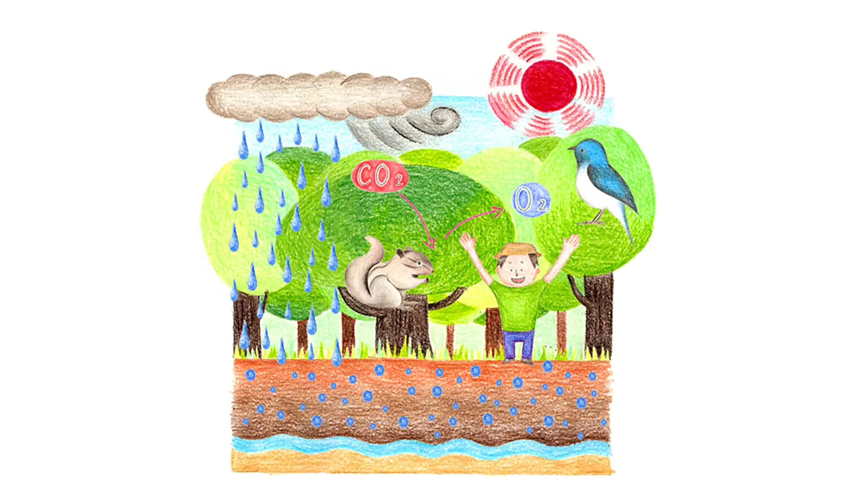 森はどんなはたらきをしているのですか？
