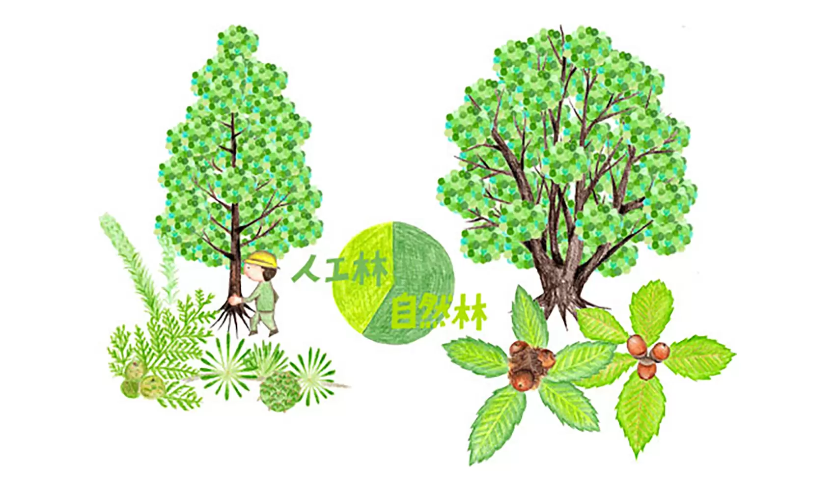 天然林・人工林とはなんですか？