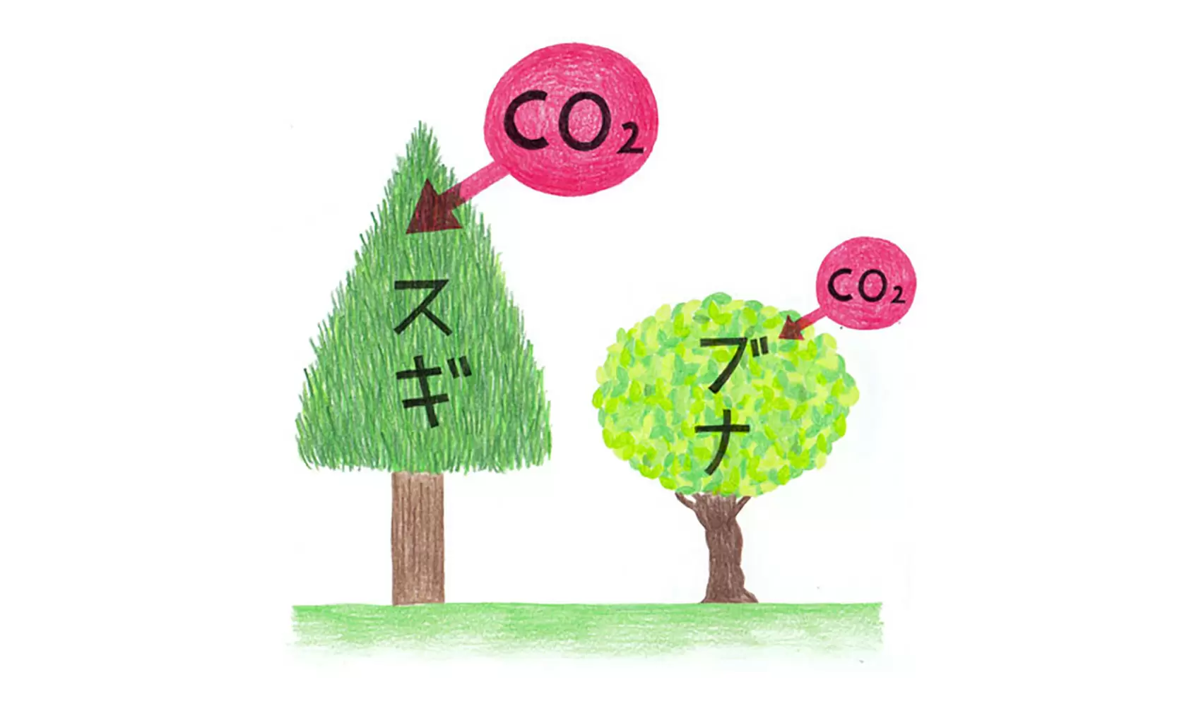 木の種類によって二酸化炭素の吸収量はちがうのですか？