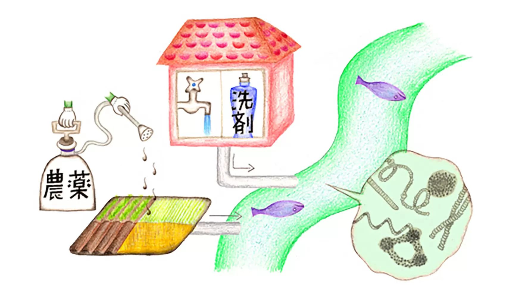 アオコって、何ですか？