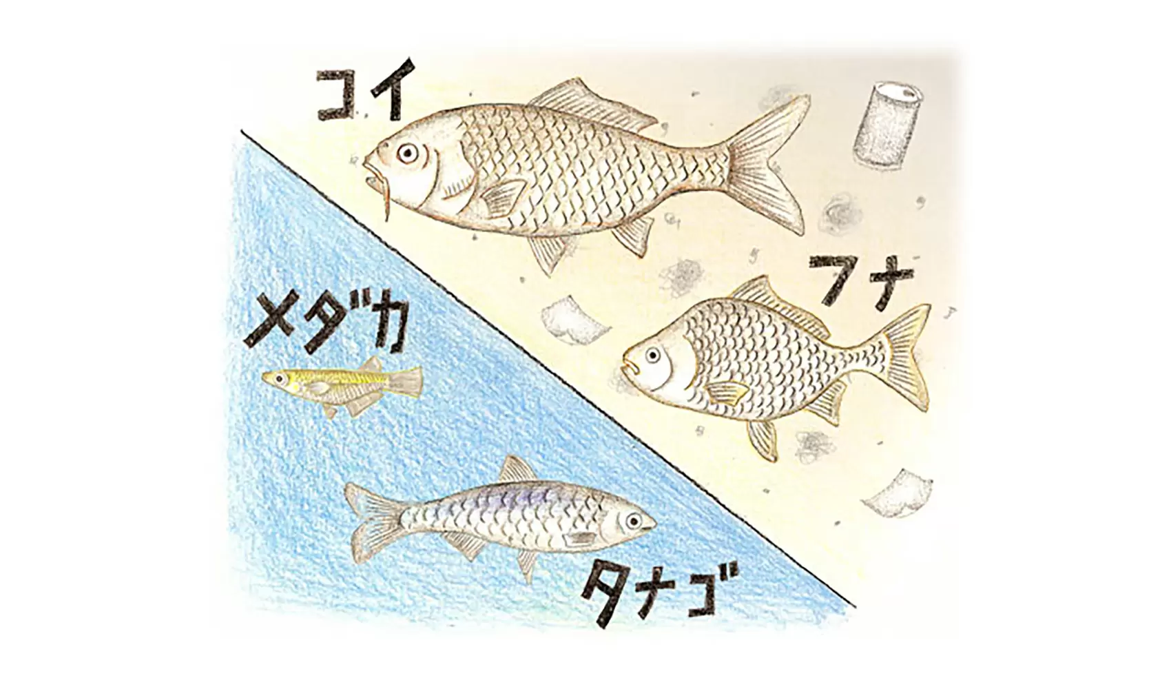 汚れた川にも魚はすめるの？ | 水 | 環境なぜなぜ110番 | 科学