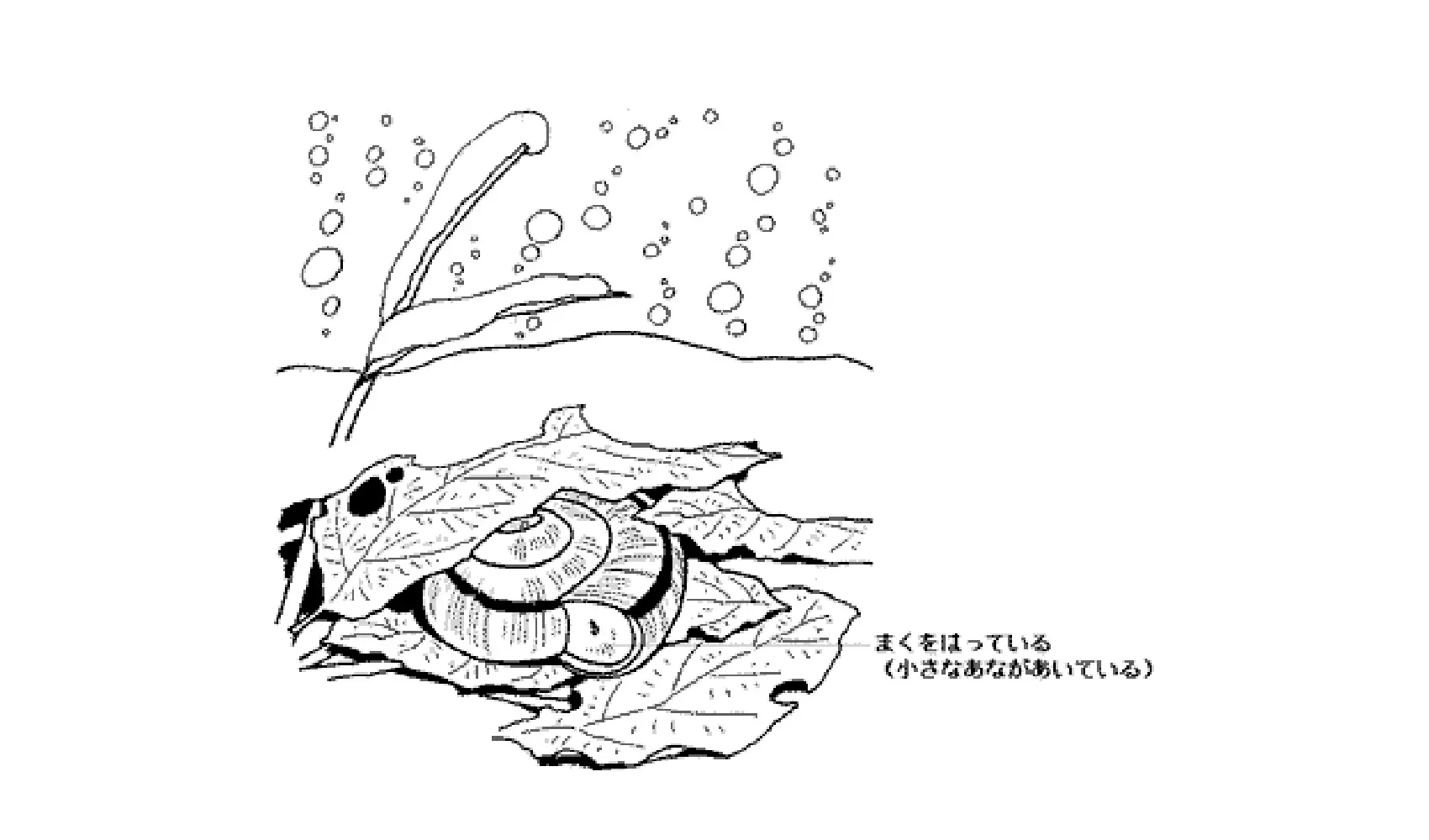 どうしてカタツムリにはからがあるの