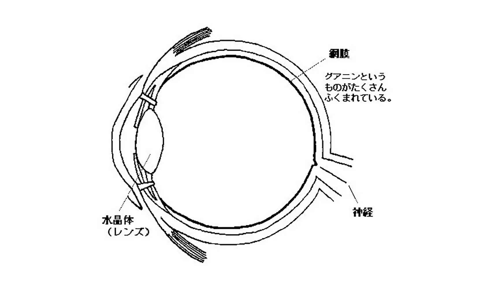 どうしてネコの目は夜でも見えるの（夜に光るの） | 陸の動物 | 科学なぜなぜ110番 | 科学 | 学研キッズネット