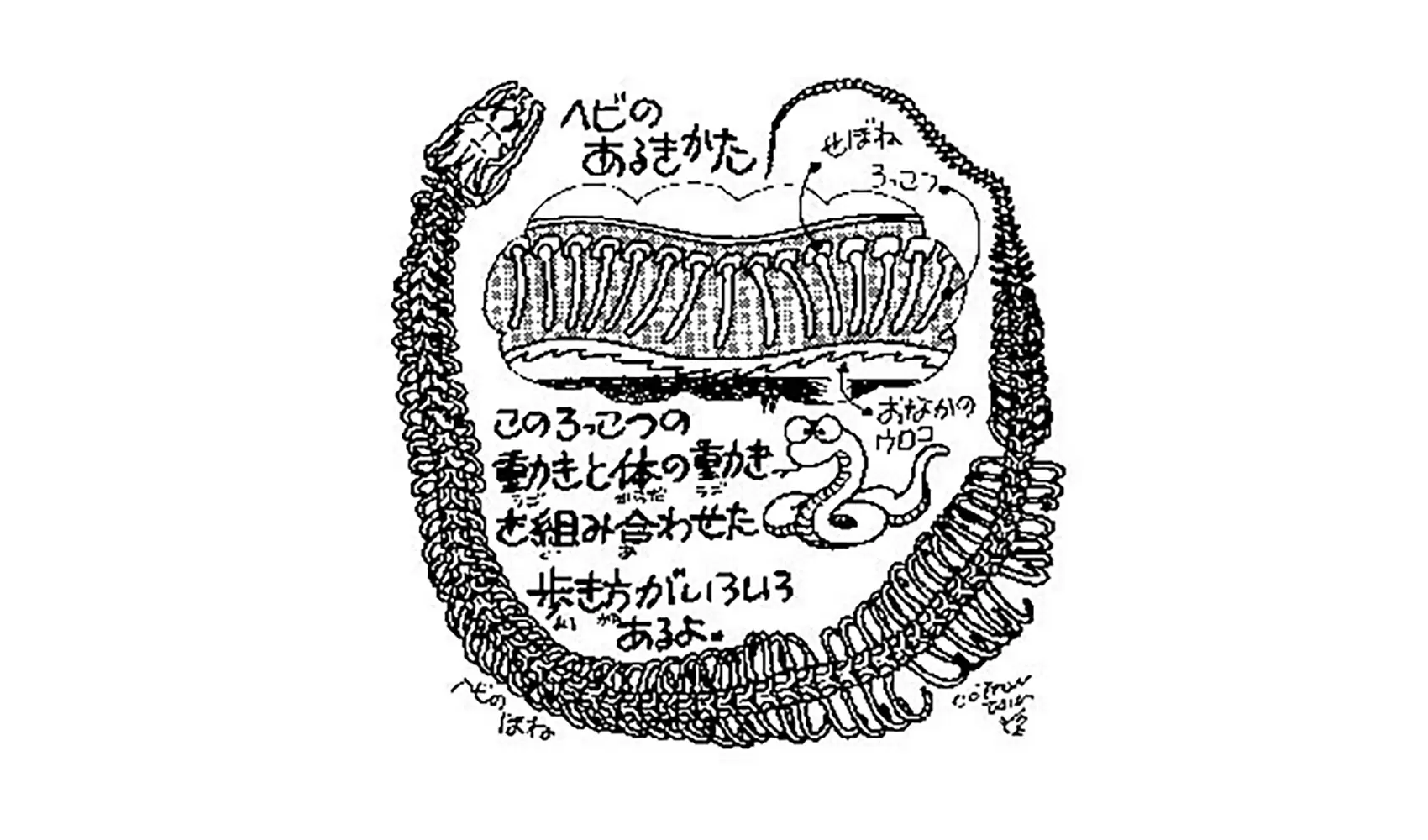ヘビはどうしてあしがないの，どうしてあしがないのに歩けるの