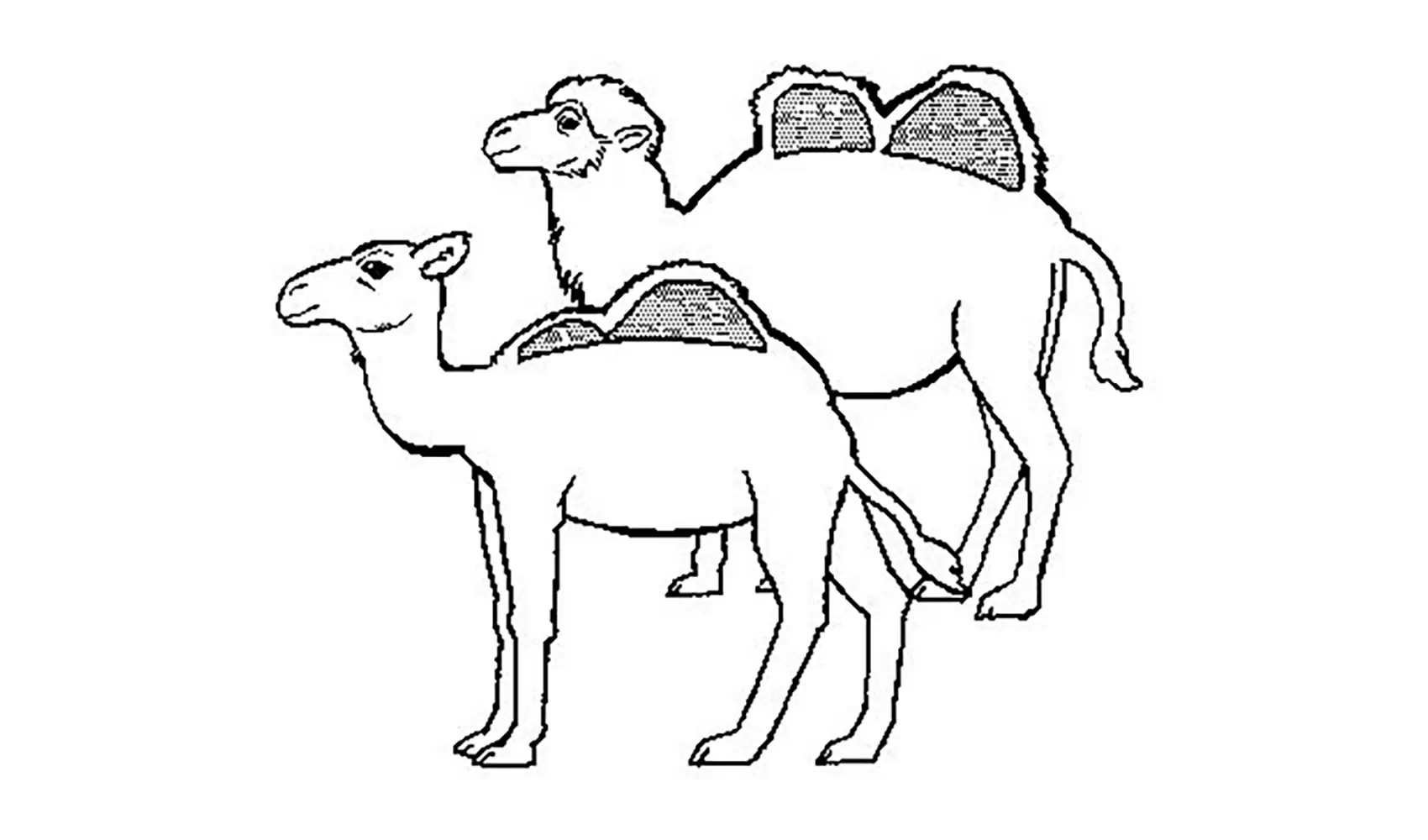 ラクダのこぶには何が入っているの