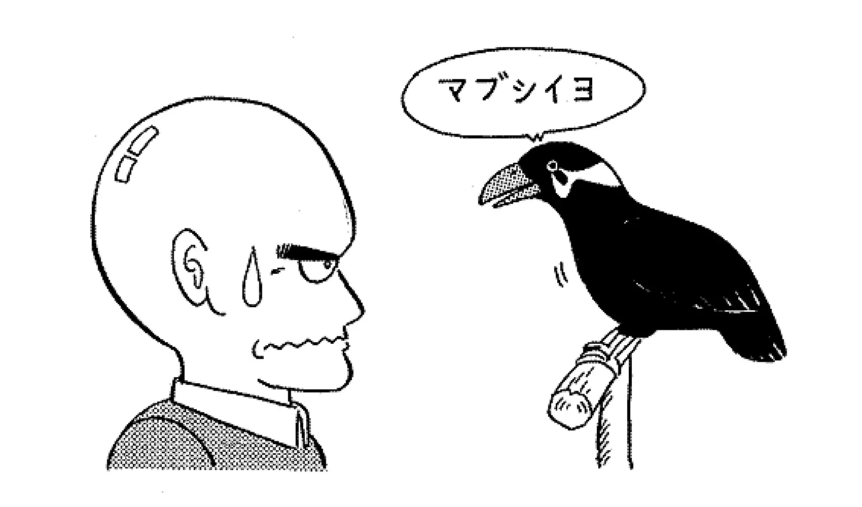 どうしてキュウカンチョウやインコ、オウムはしゃべれるの