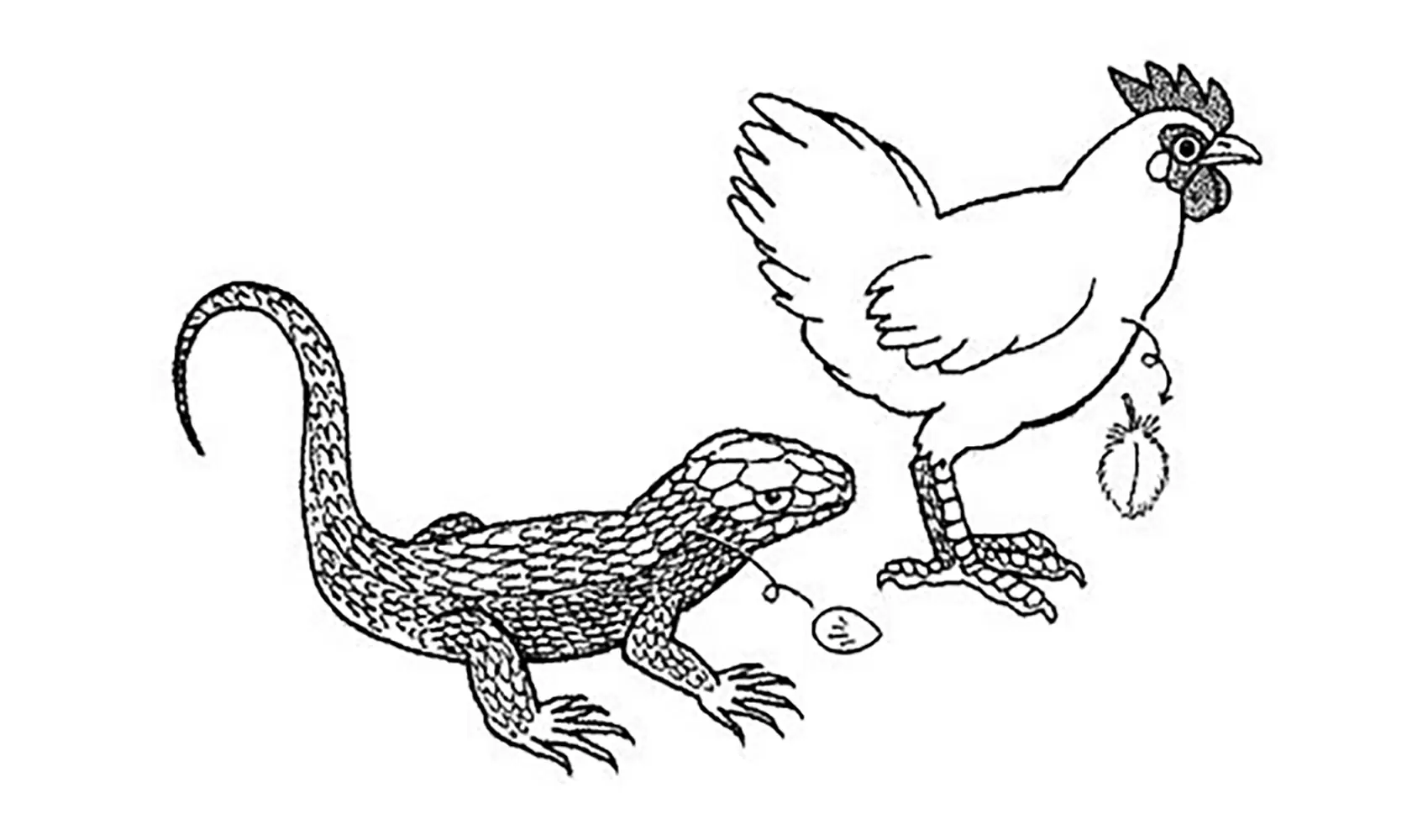 どうして鳥には羽があるの