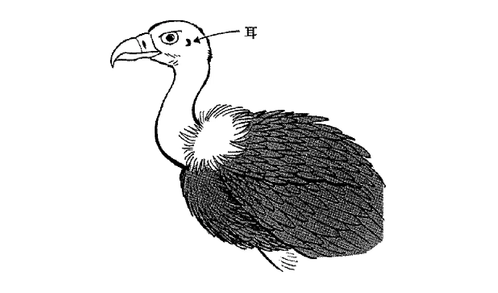 平胸 